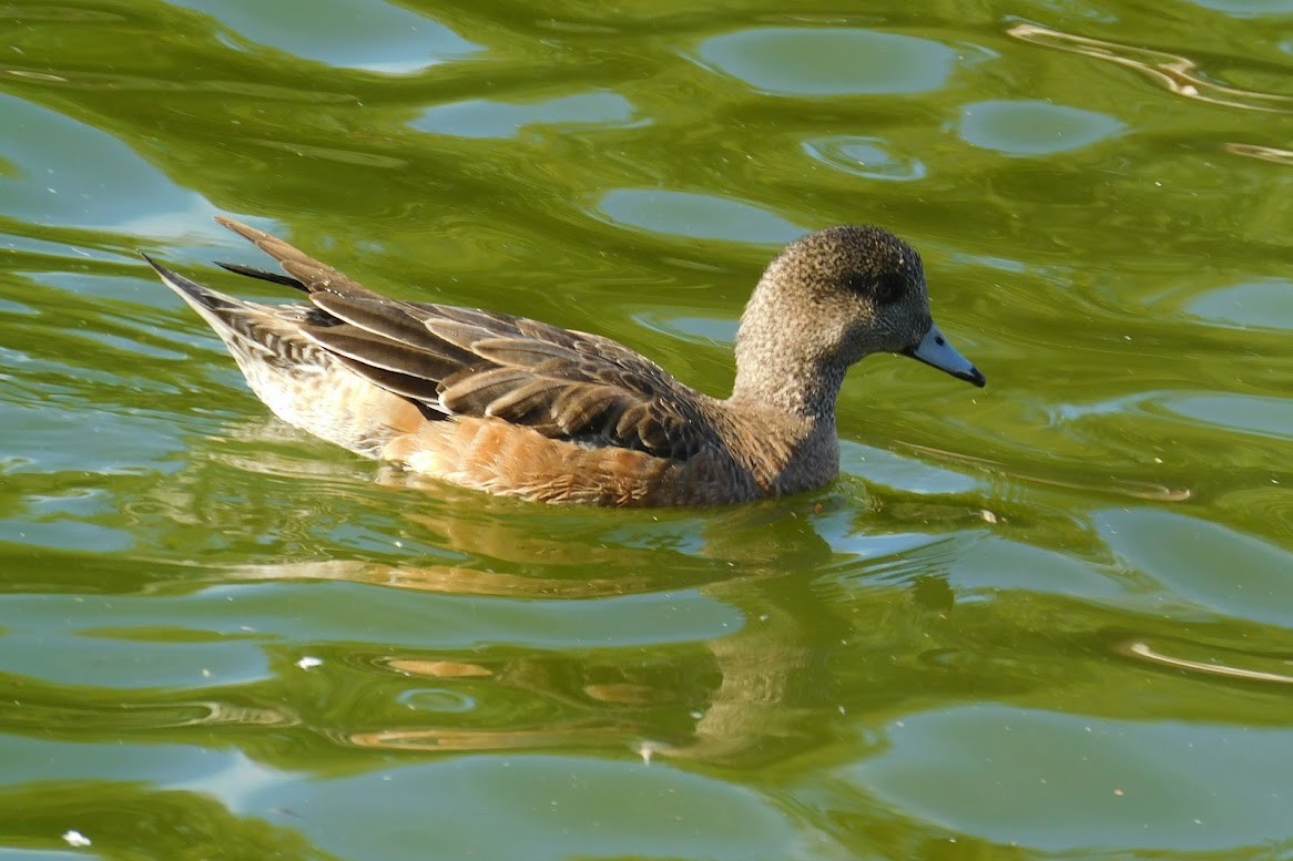 American Wigeon - ML613434560