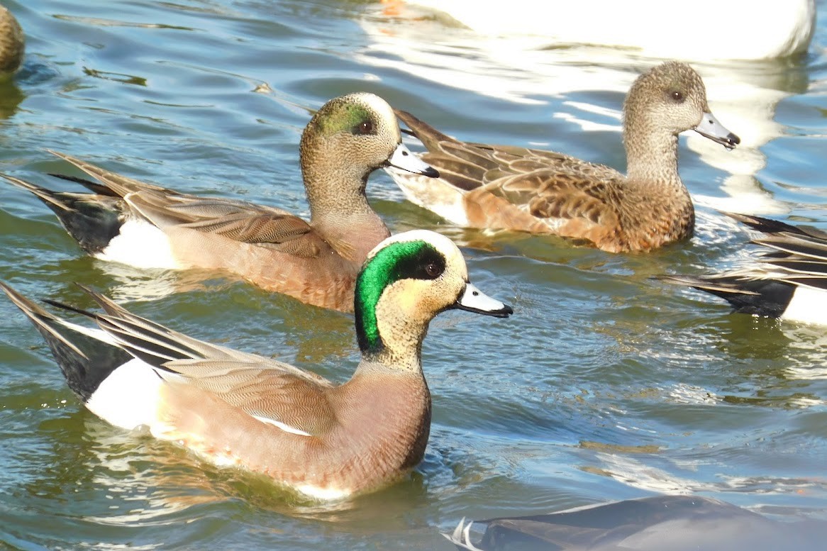 American Wigeon - ML613434569