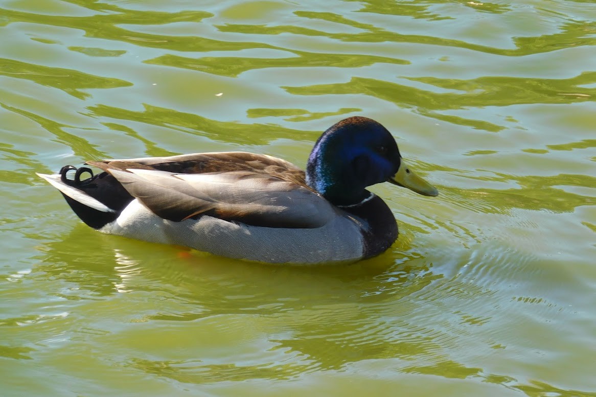 Зэрлэг нугас - ML613434575