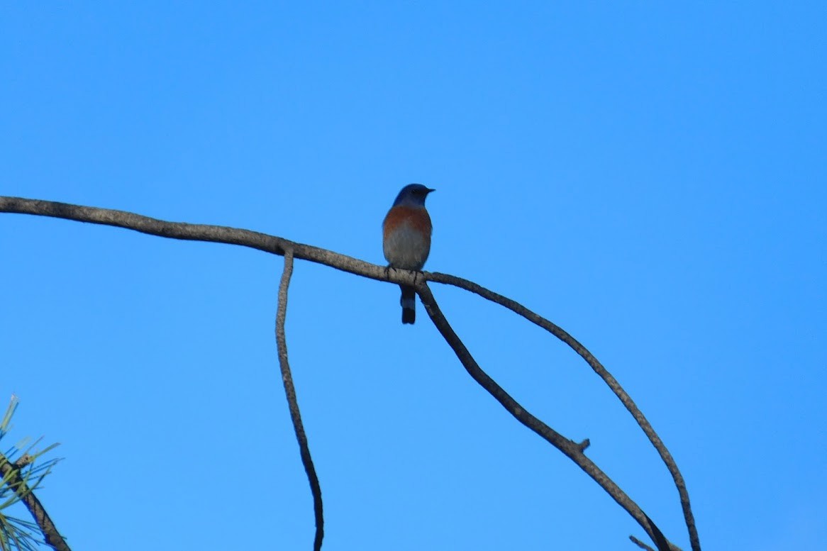Western Bluebird - ML613434580
