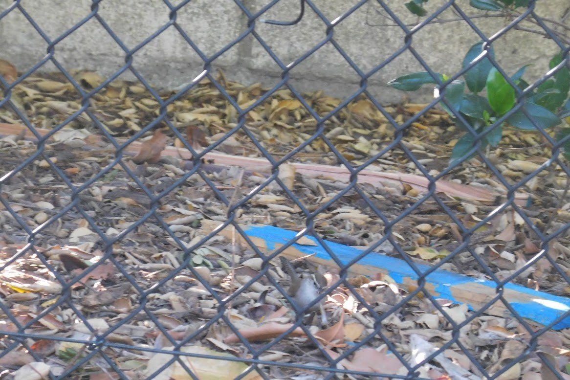 Bewick's Wren - ML613434587