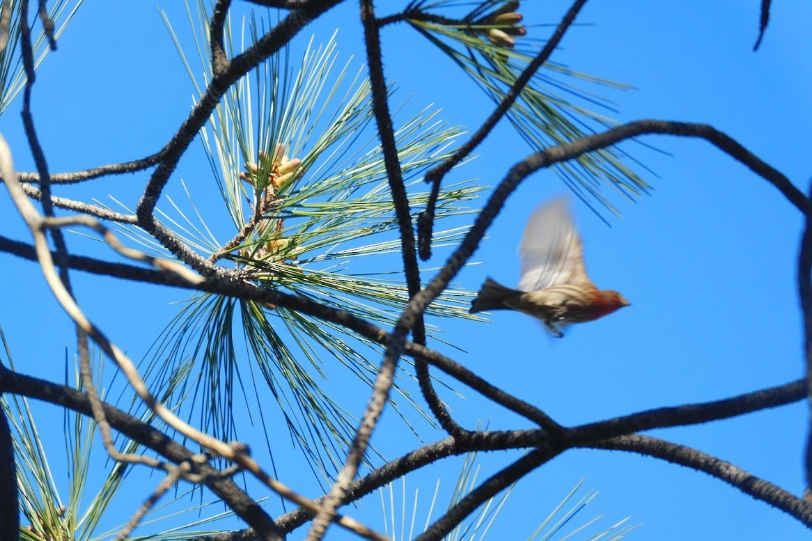 House Finch - ML613434588
