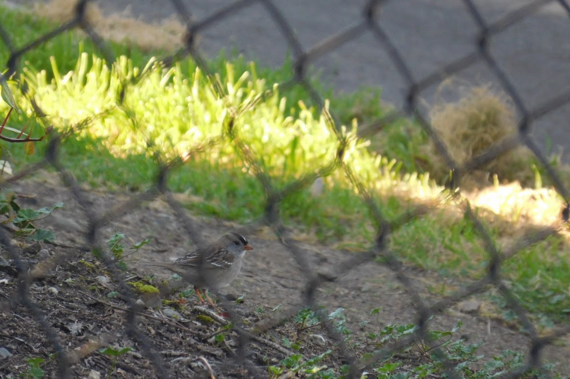 White-crowned Sparrow - ML613434592