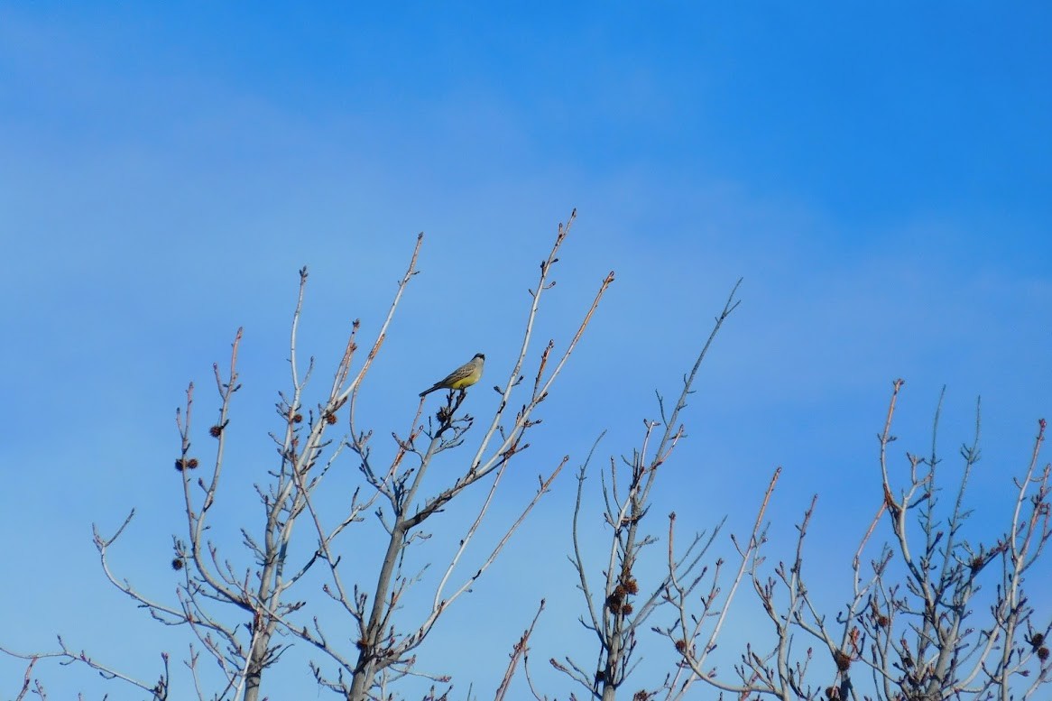 Cassin's Kingbird - ML613434605