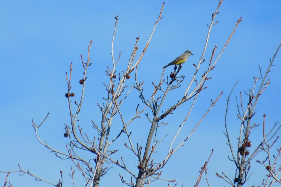 Cassin's Kingbird - ML613434609