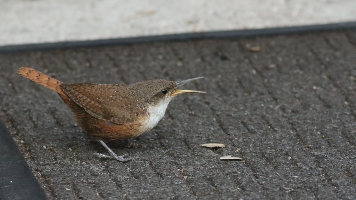 Canyon Wren - ML61343461