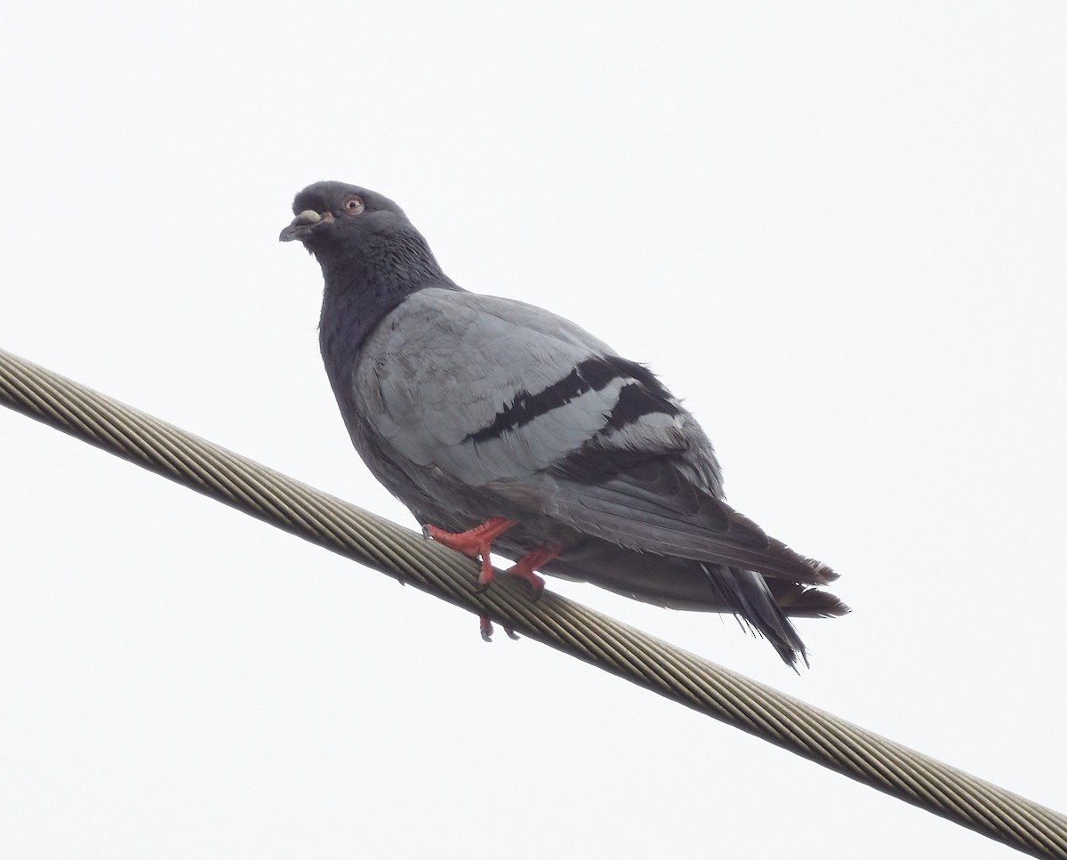Rock Pigeon (Feral Pigeon) - ML613434648