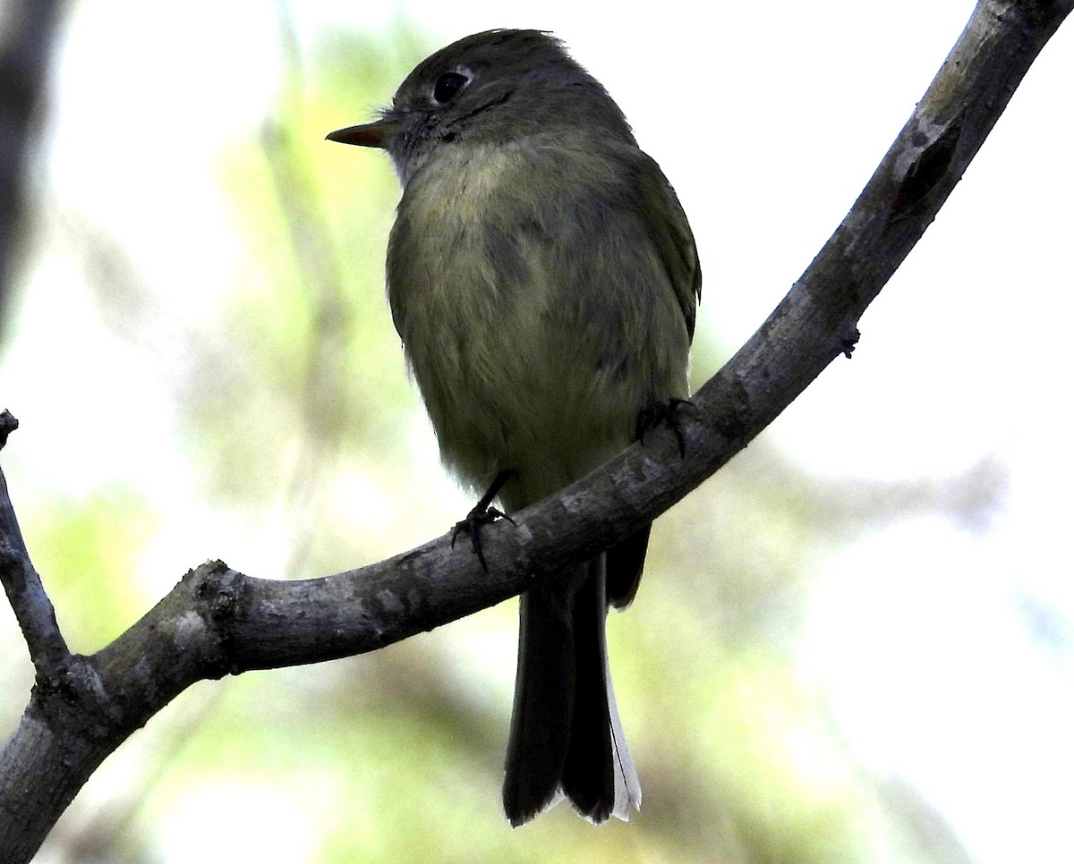 Hammond's Flycatcher - ML613434721