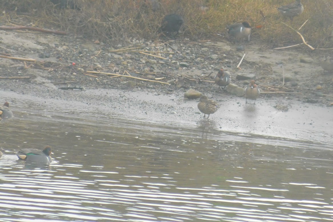 Green-winged Teal - ML613434740