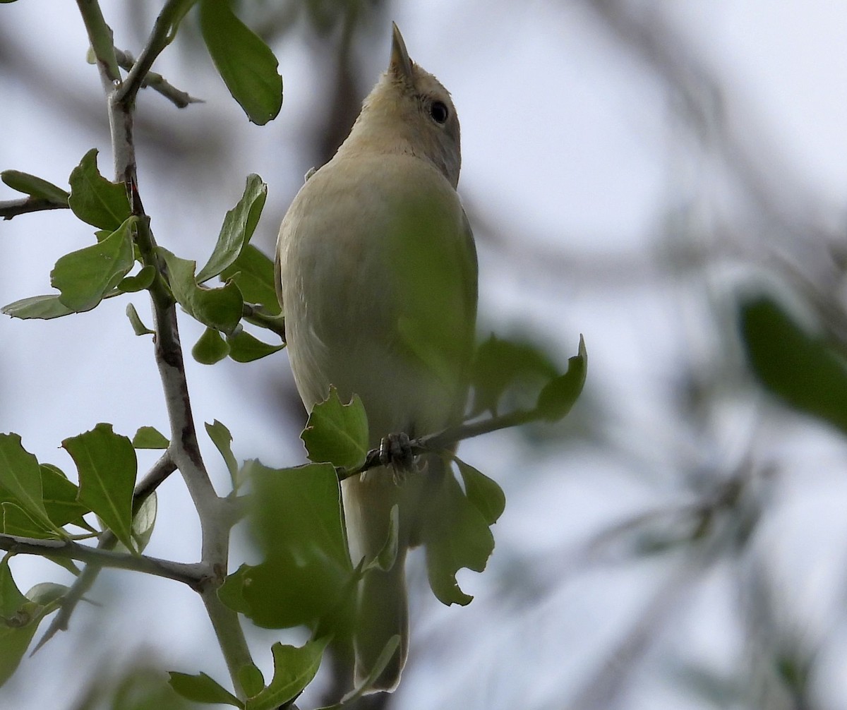 Lucy's Warbler - ML613434772