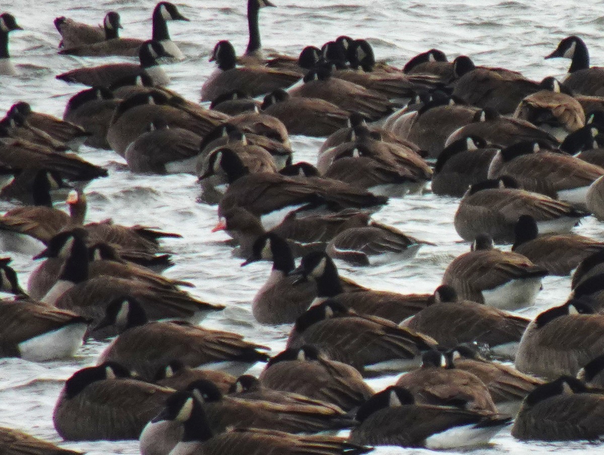 Greater White-fronted Goose - ML613434778