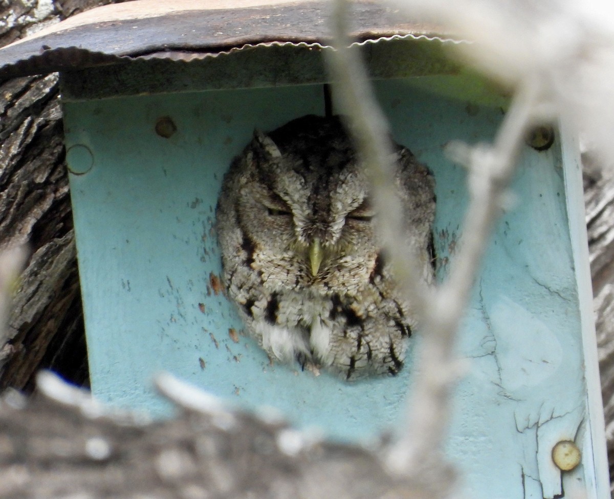 Eastern Screech-Owl - ML613434783