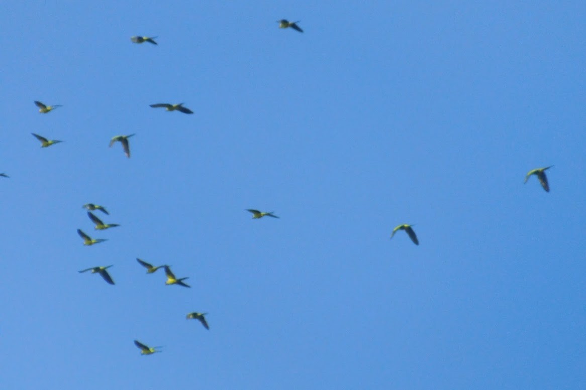 Nanday Parakeet - Henry Marschall