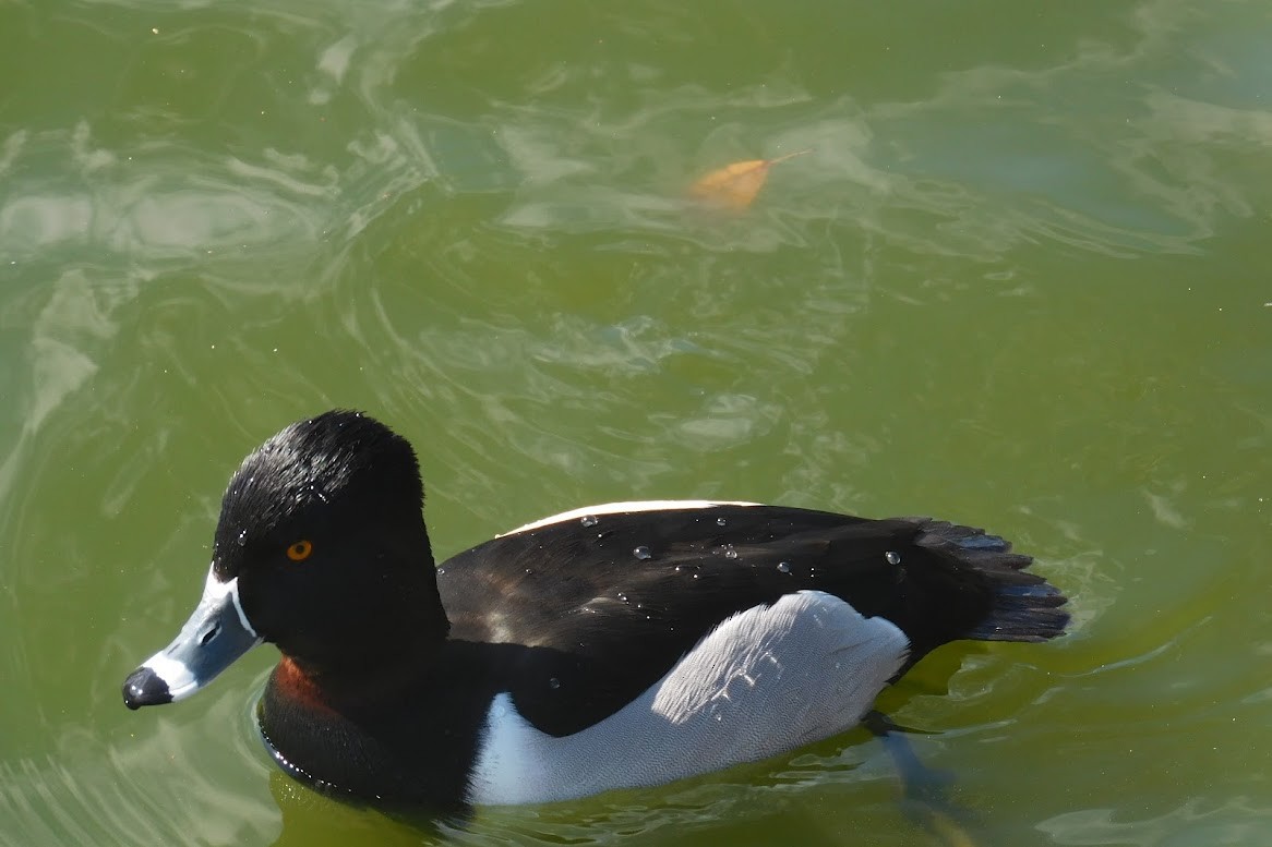 Ring-necked Duck - ML613434847