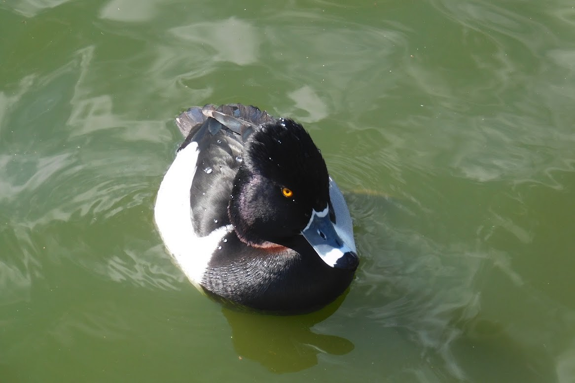 Ring-necked Duck - ML613434851