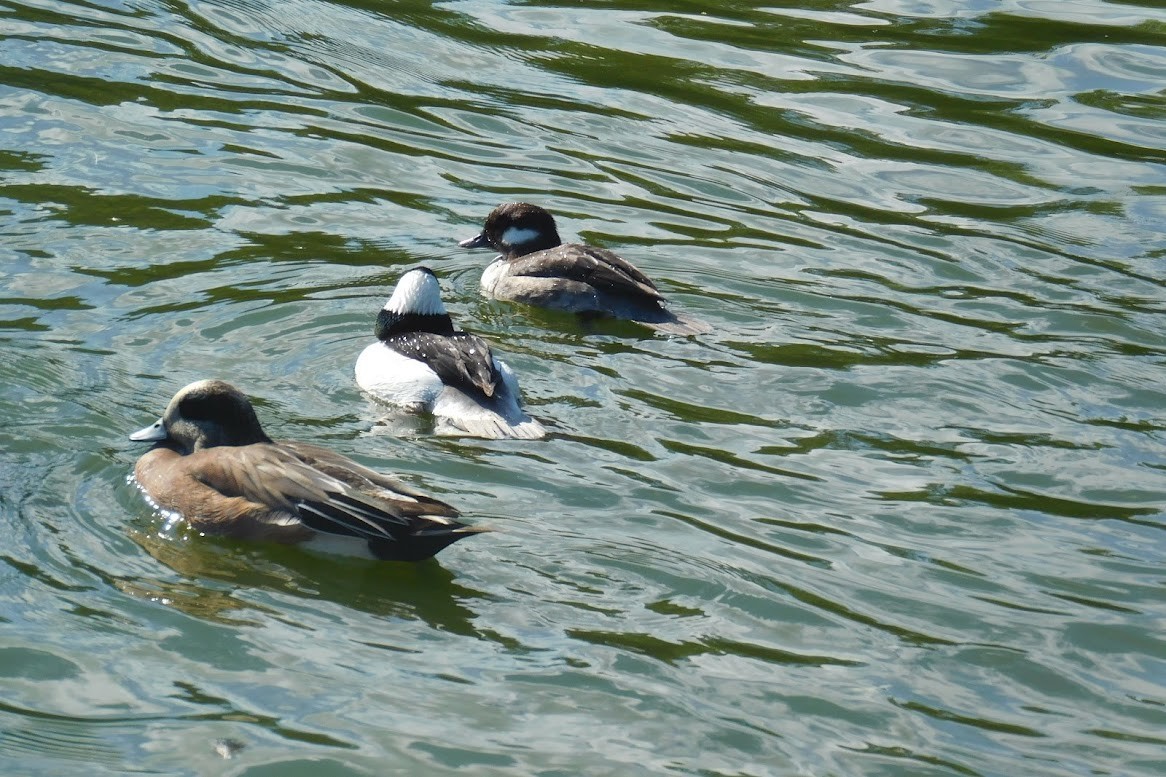 Bufflehead - ML613434865