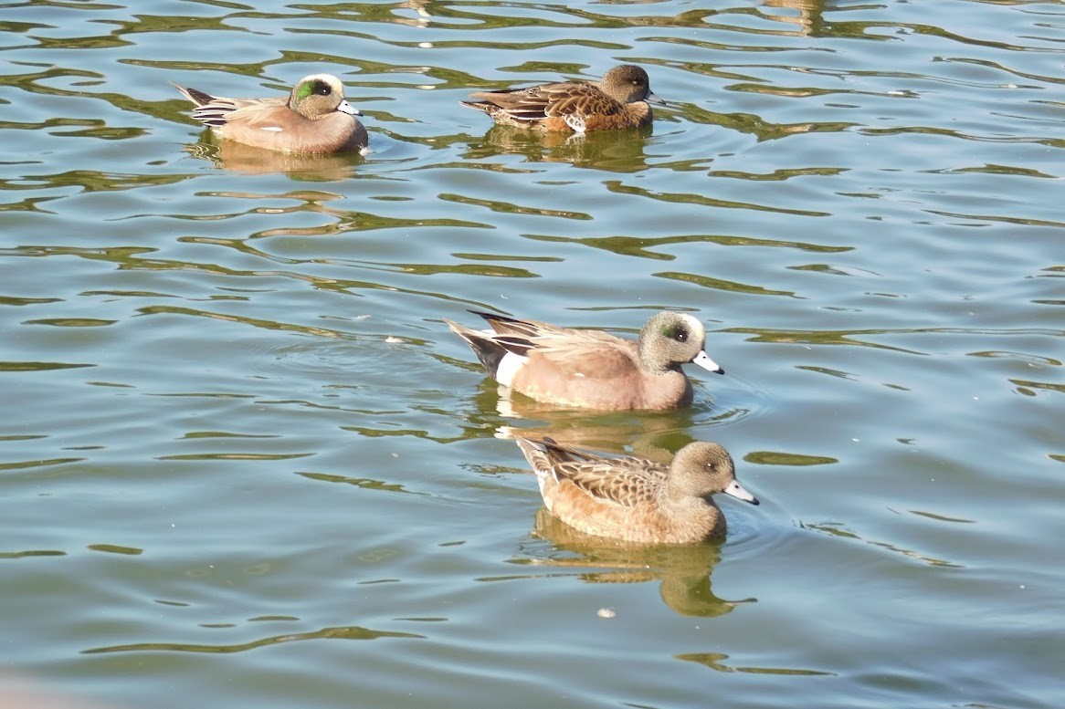 American Wigeon - ML613434870