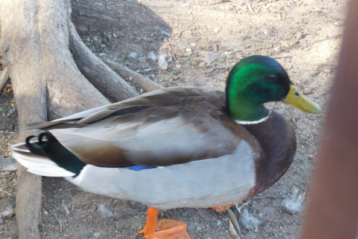 Зэрлэг нугас - ML613434882