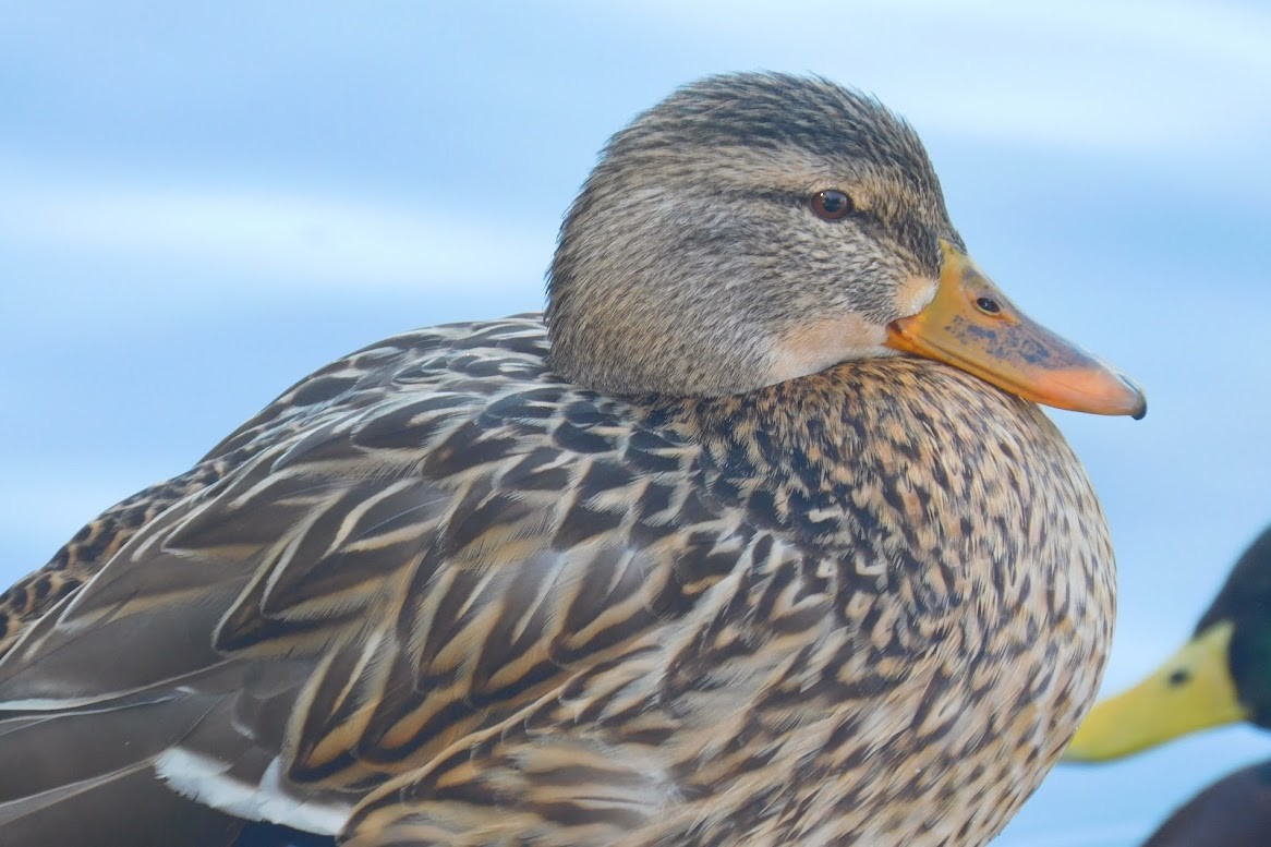 Зэрлэг нугас - ML613434887