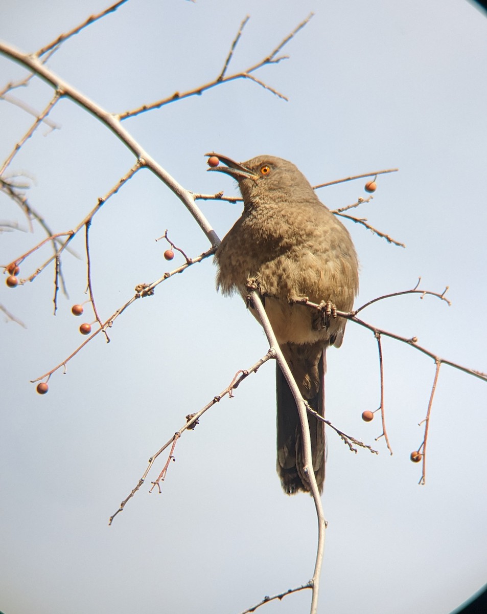 Curve-billed Thrasher - Jeremy Halka