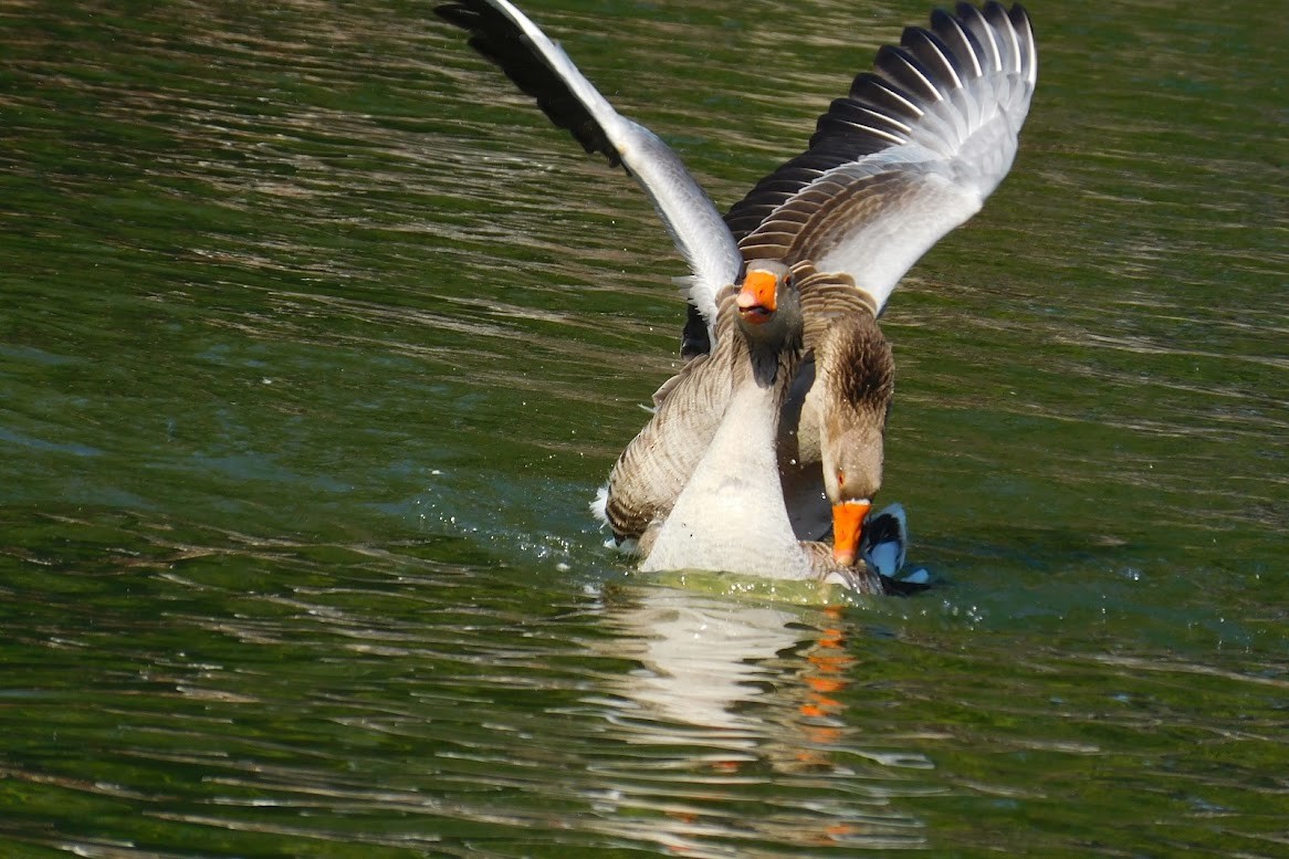 галуу (тэжээмэл) - ML613434892