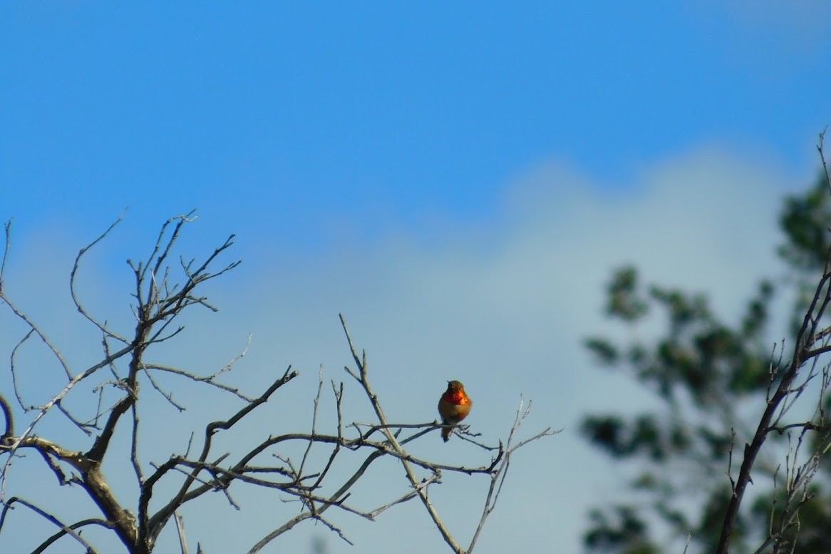 Allen's Hummingbird - ML613434901