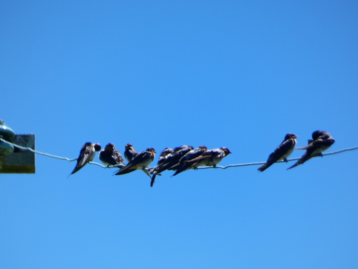 Golondrina Australiana - ML613434902