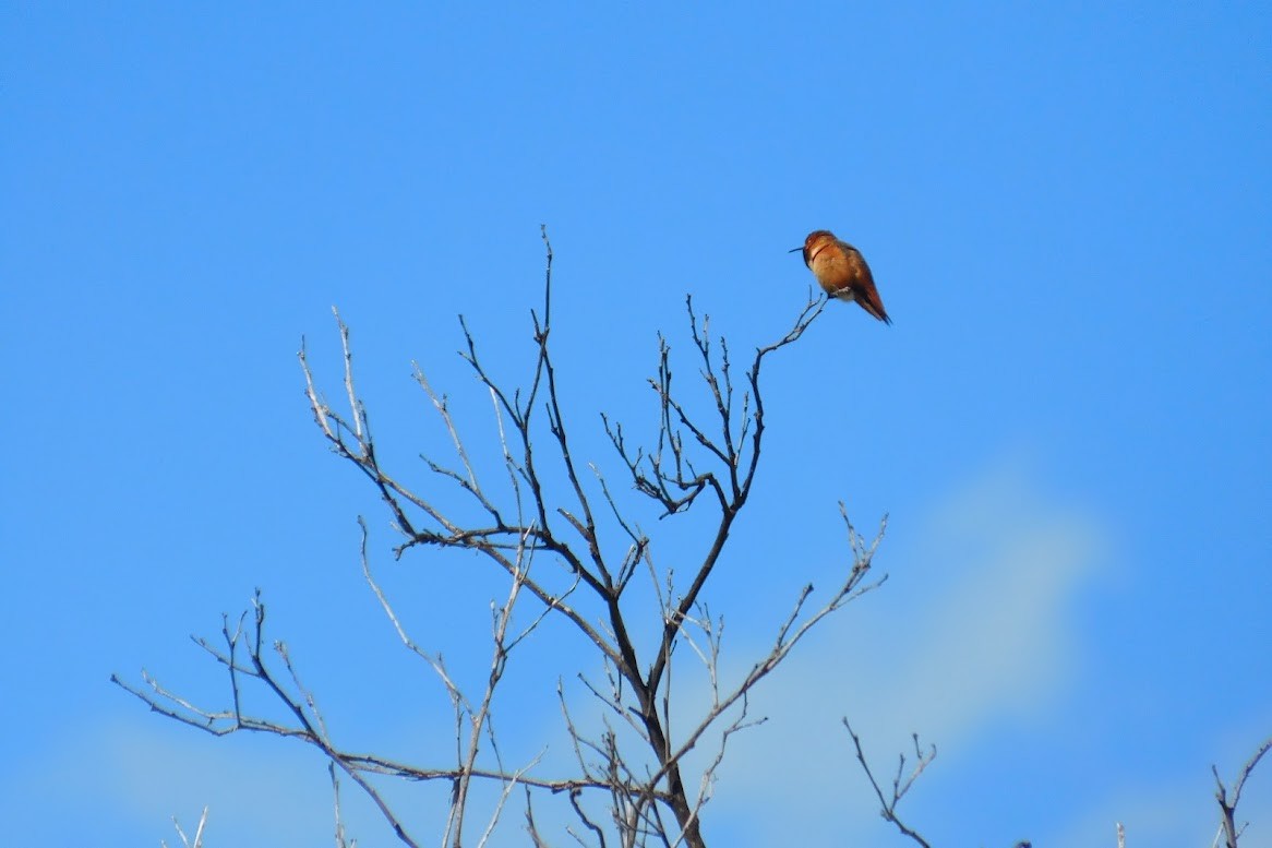Allen's Hummingbird - ML613434907
