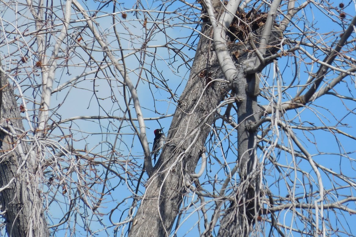 Acorn Woodpecker - ML613434915