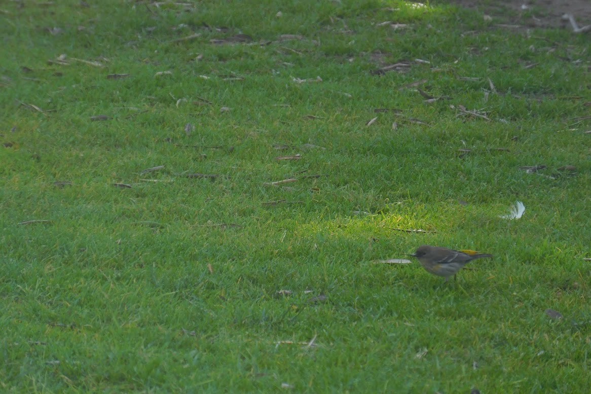 Yellow-rumped Warbler (Audubon's) - ML613434933