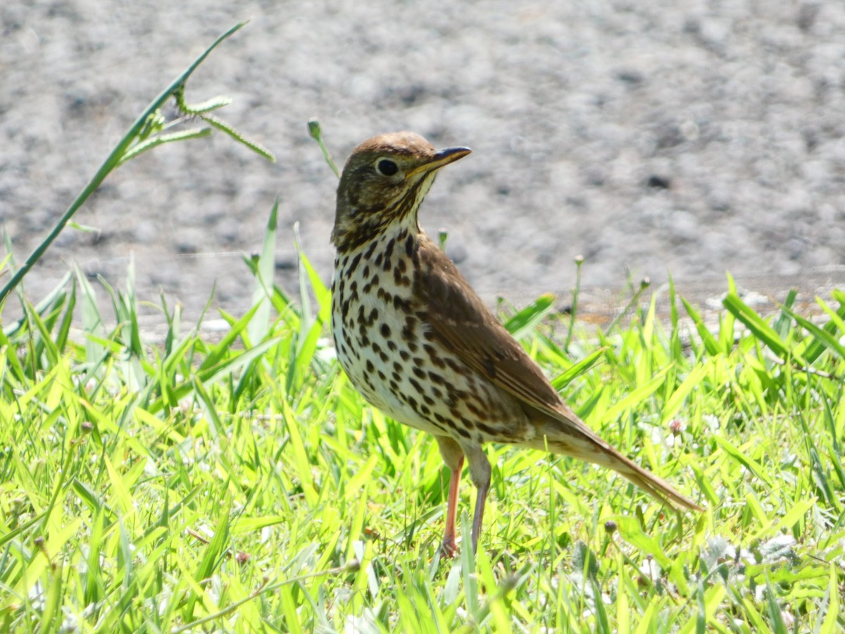 Song Thrush - ML613434946