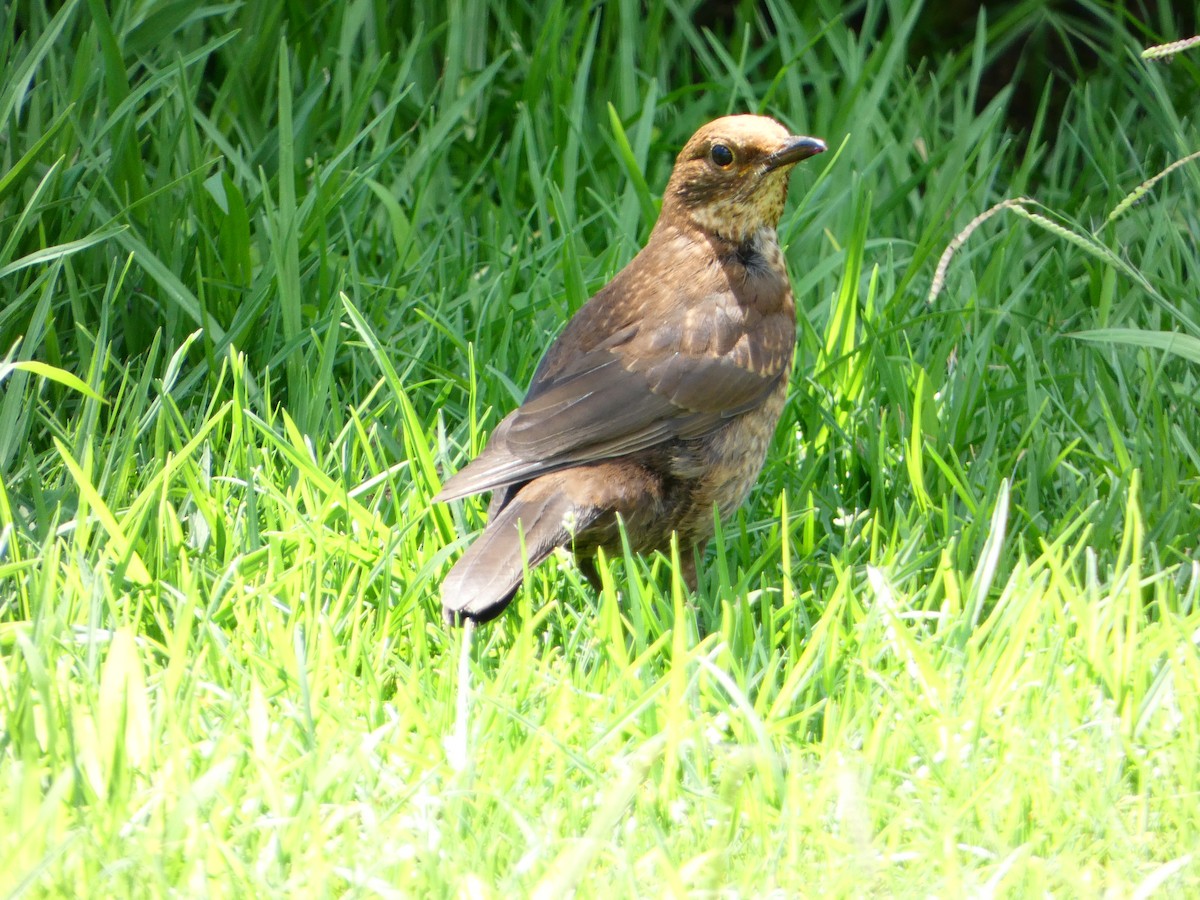 Eurasian Blackbird - ML613434947