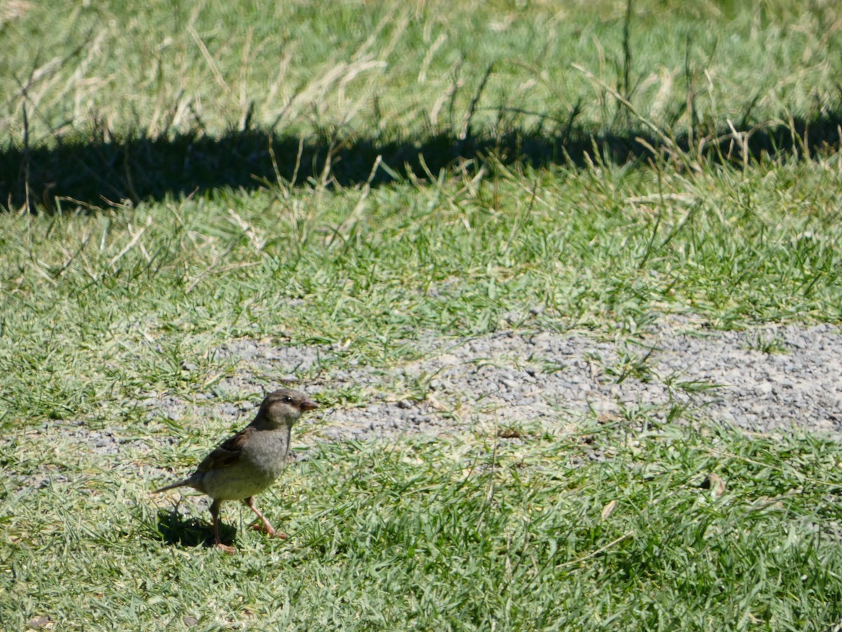 Dunnock - ML613434951