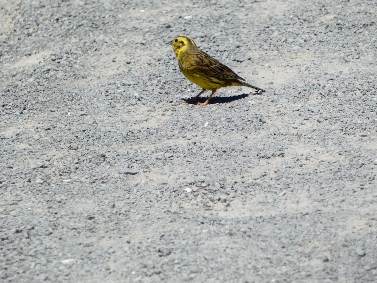 Yellowhammer - ML613434995