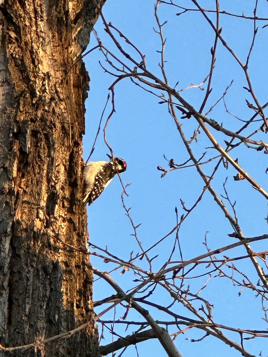 Hairy Woodpecker - ML613435002