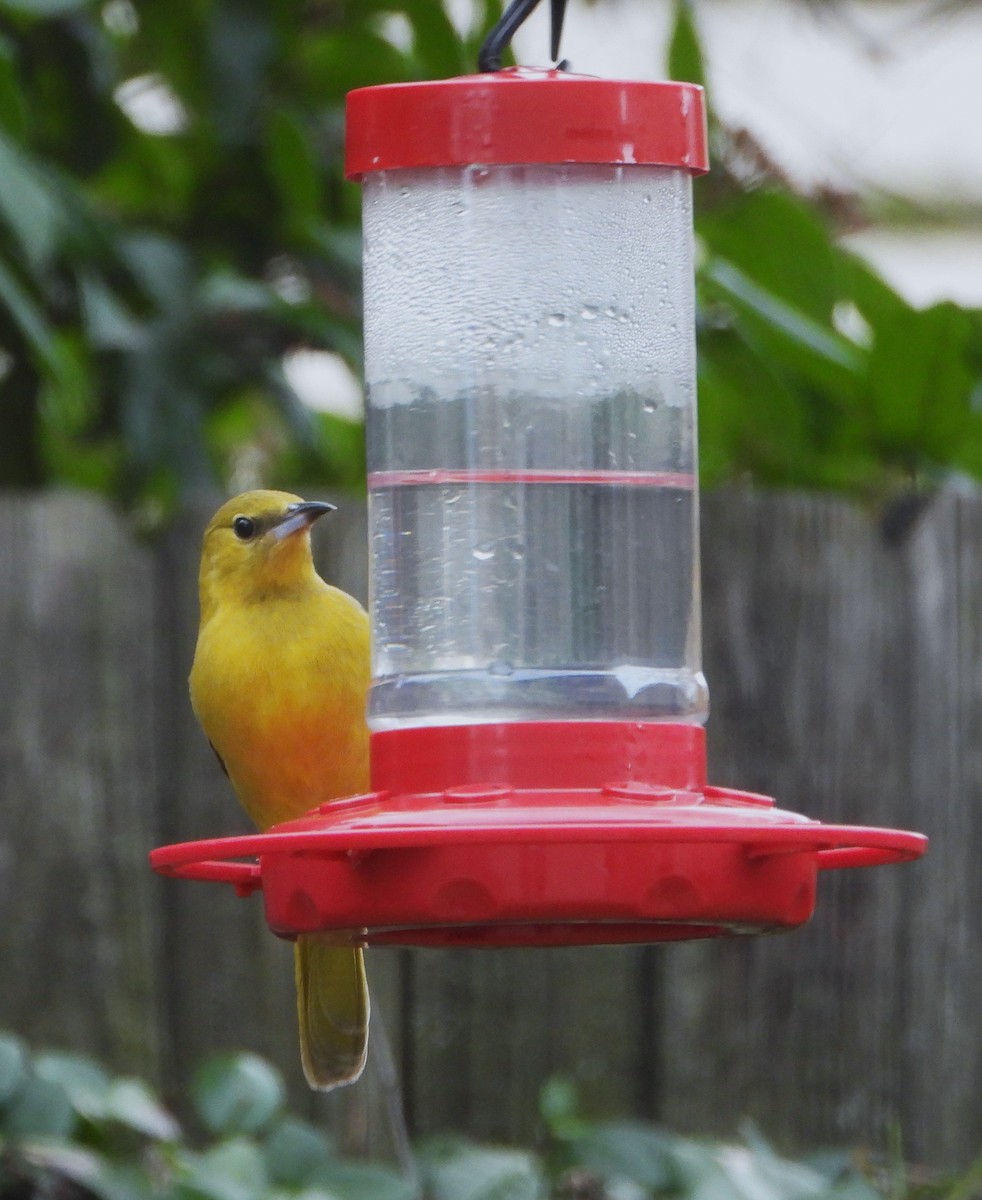 Hooded Oriole (cucullatus/sennetti) - ML613435058