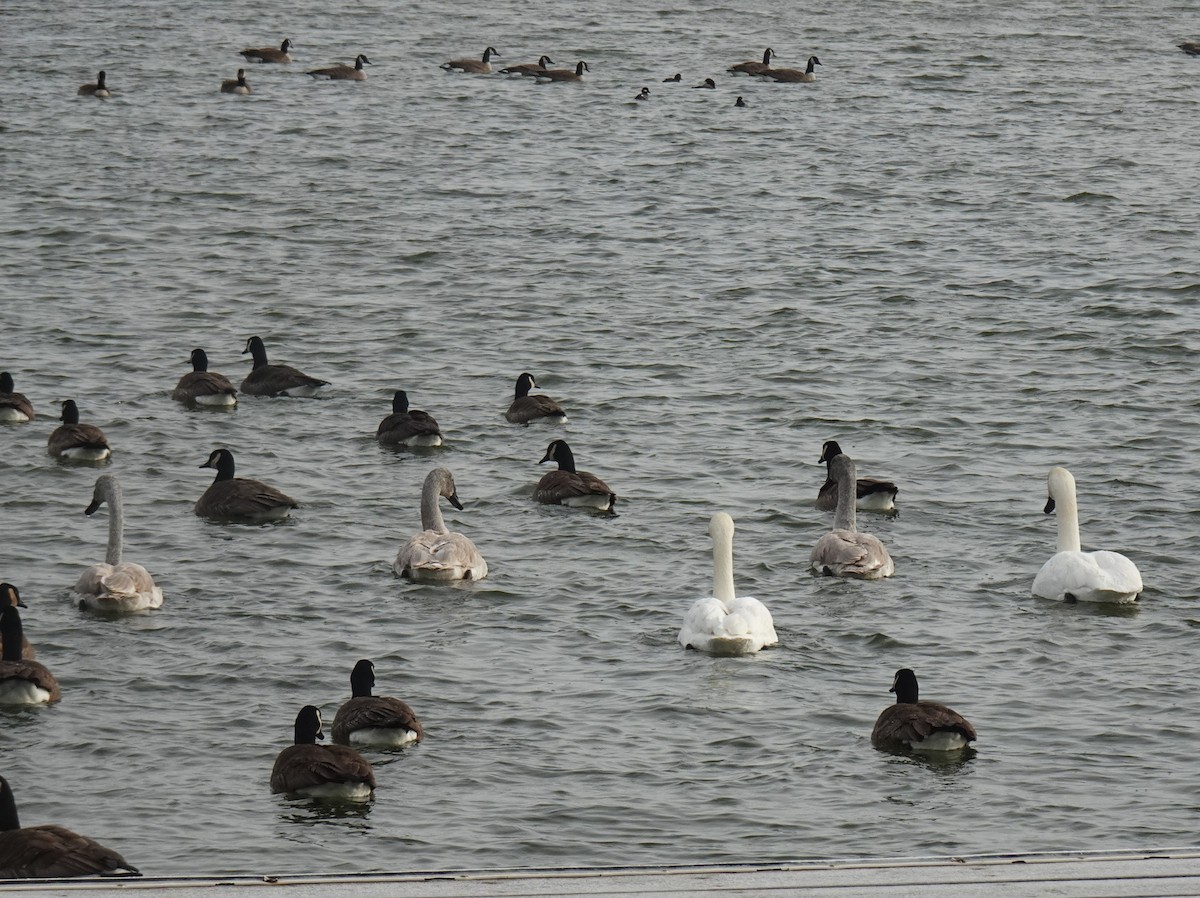 Trumpeter Swan - Barbara O'Neill