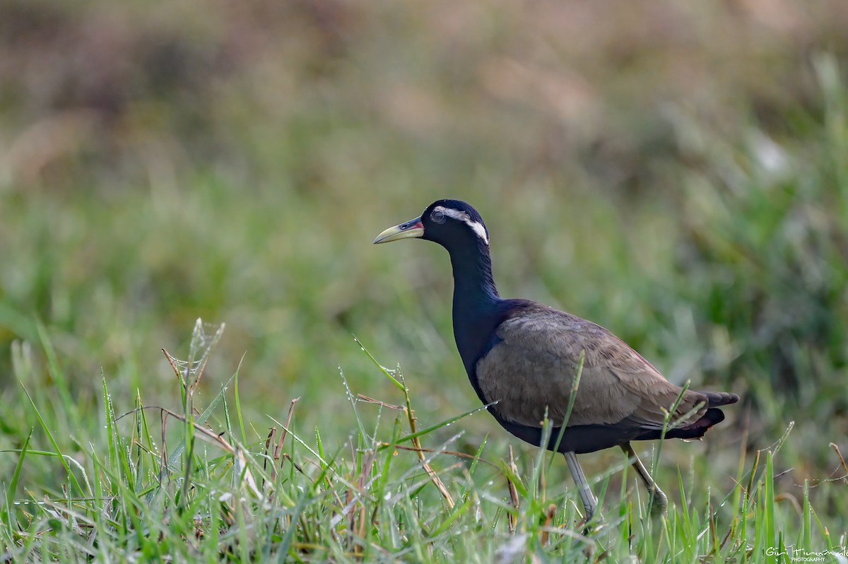 Bronze-winged Jacana - Giri Tirumale