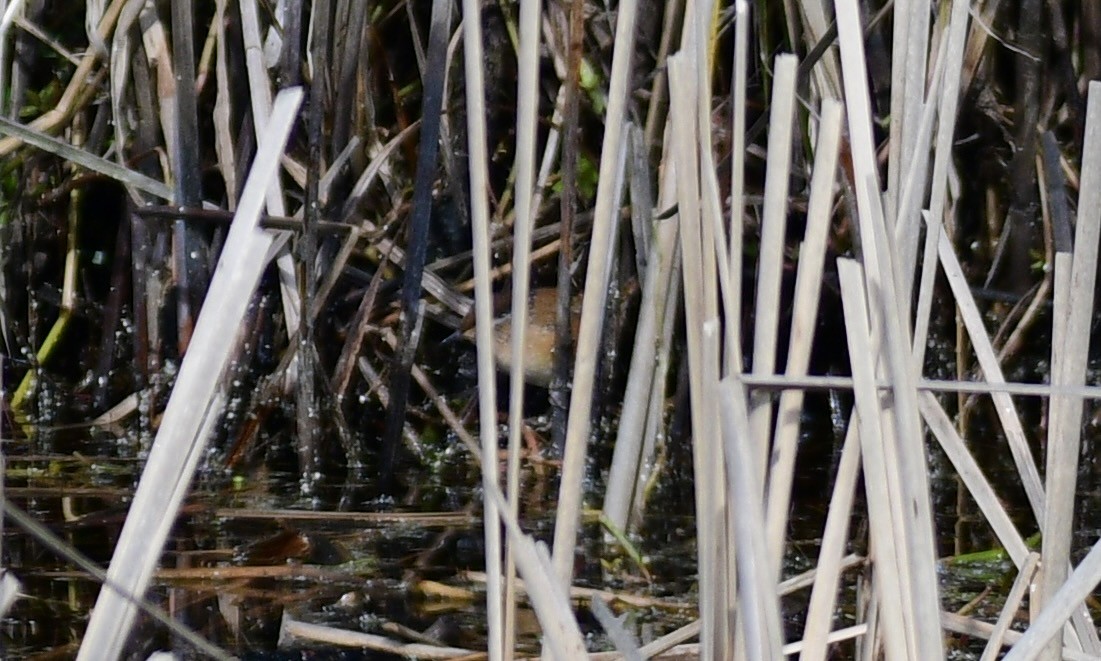 Marsh Wren - John Becker