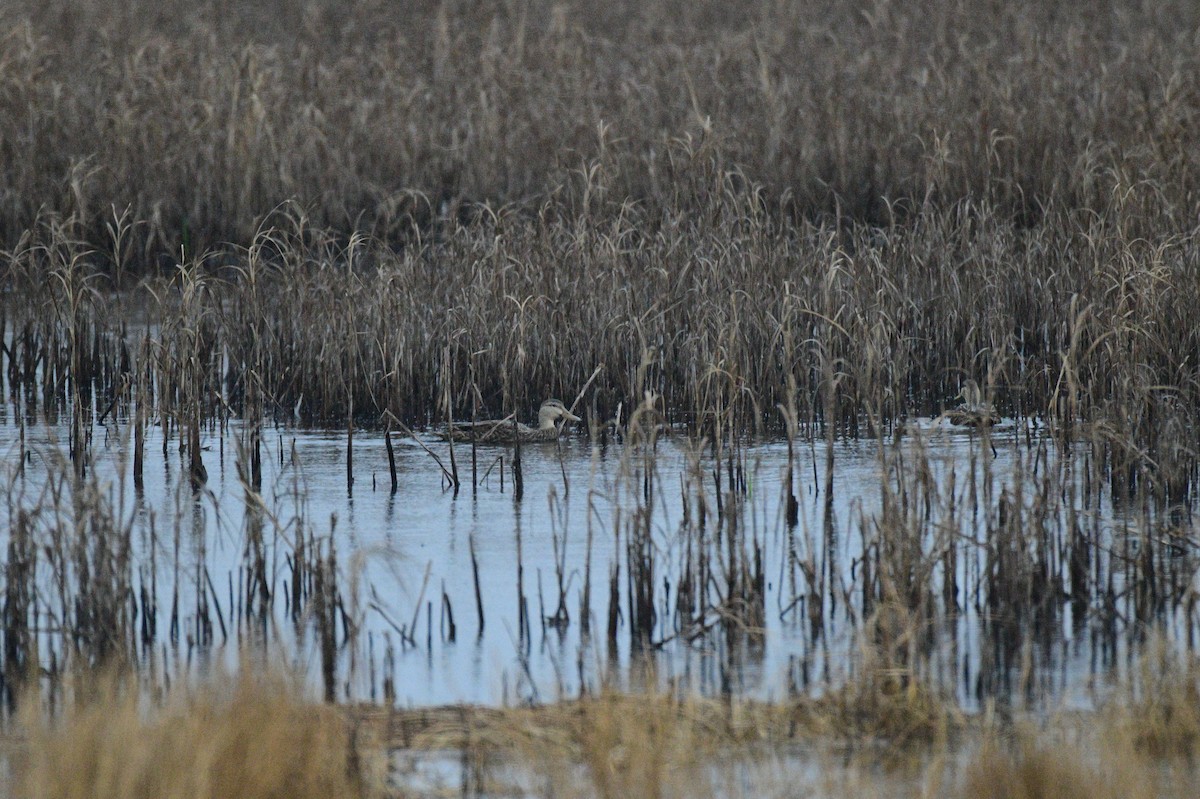 Mottled Duck - ML613435280