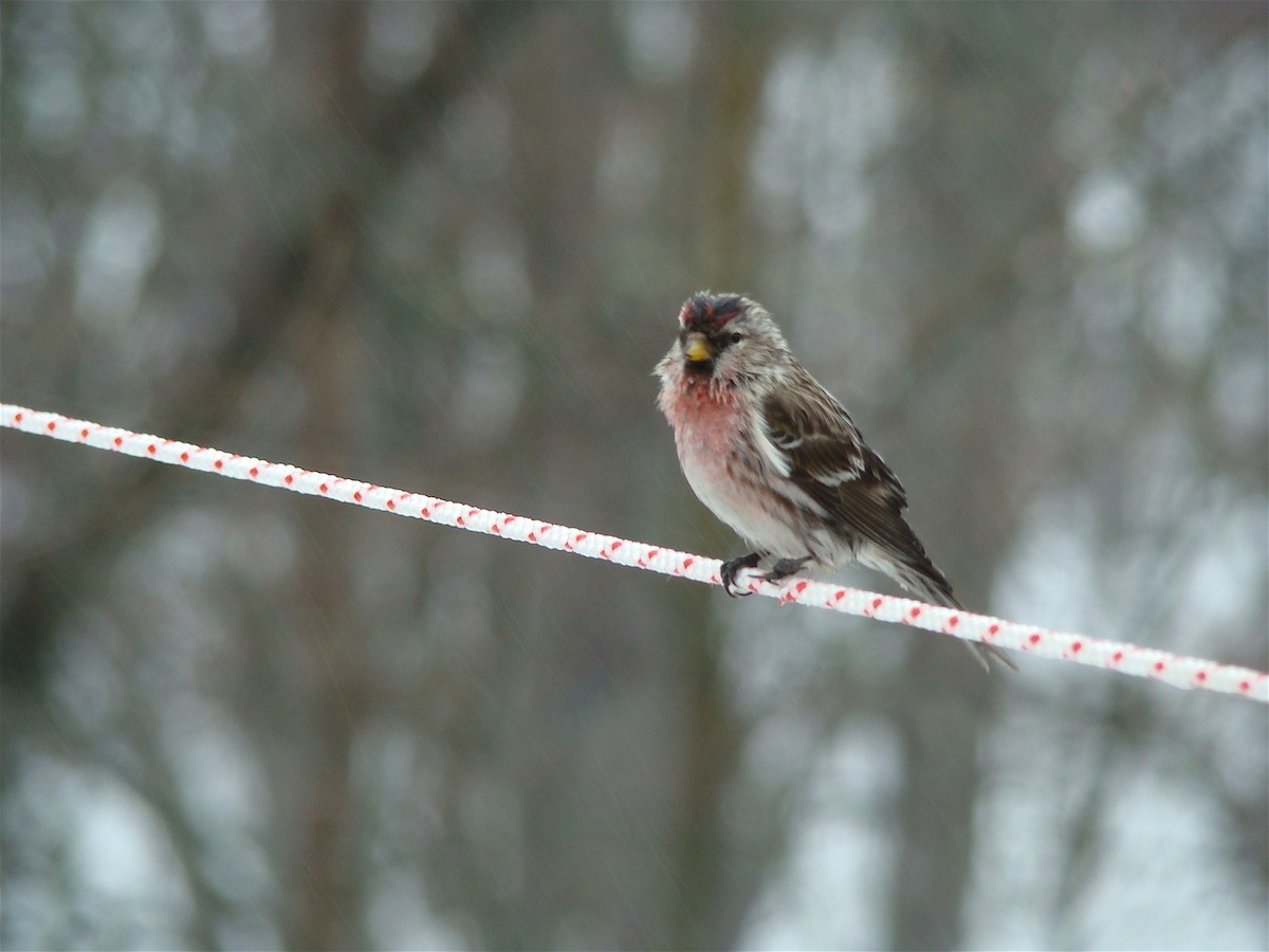 Common Redpoll - ML613435300