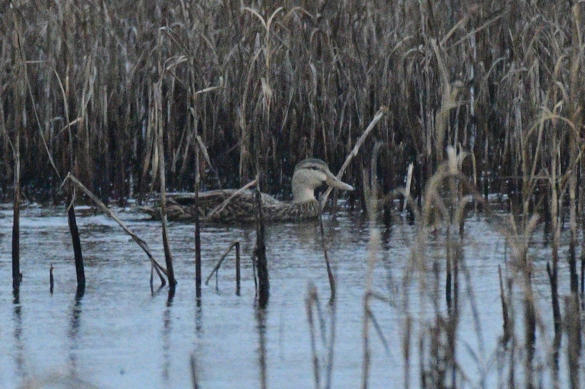 Mottled Duck - ML613435321