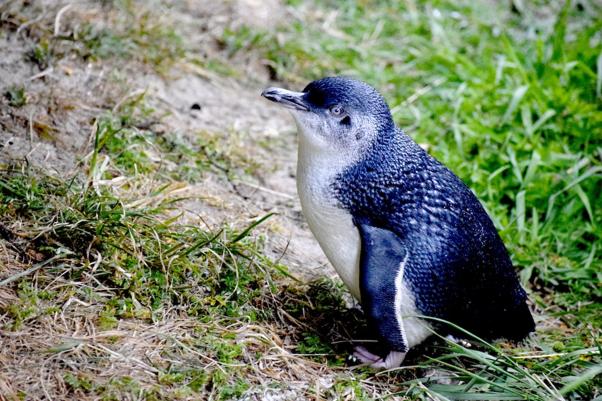 Little Penguin - ML613435333