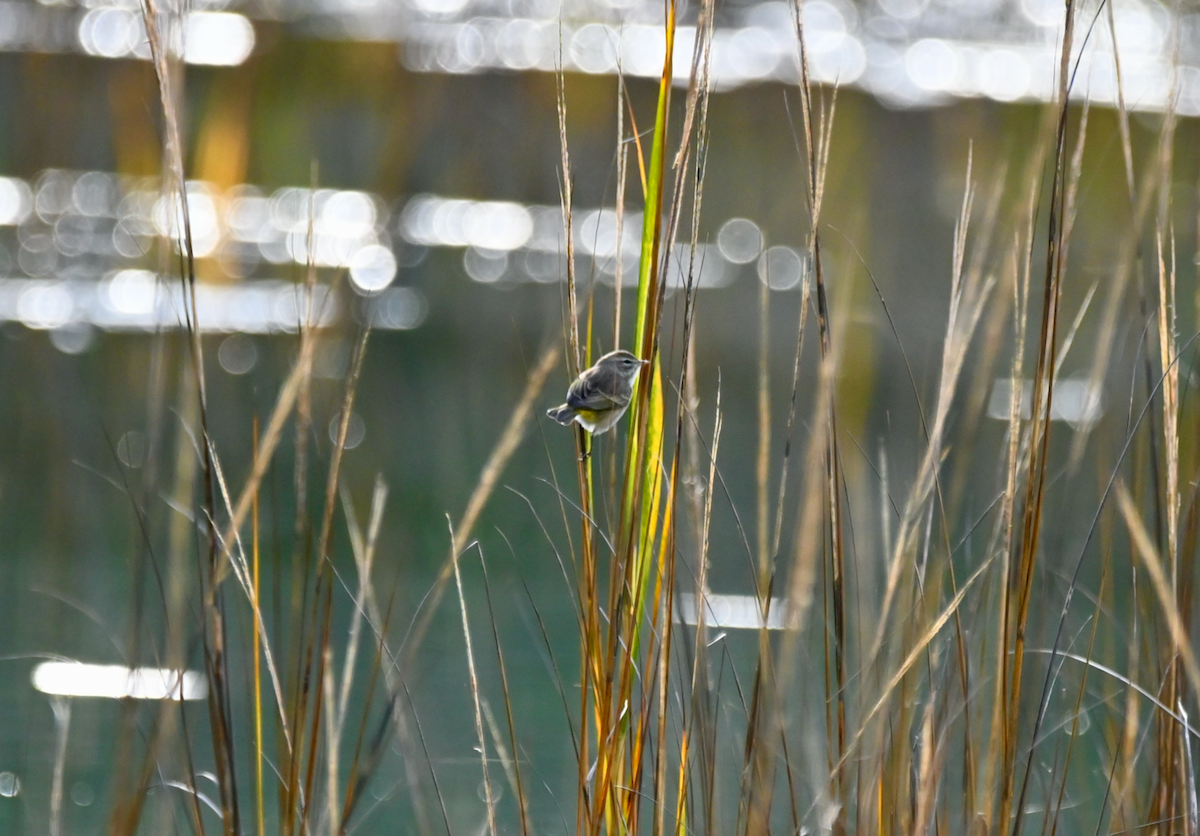 Palm Warbler - ML613435344