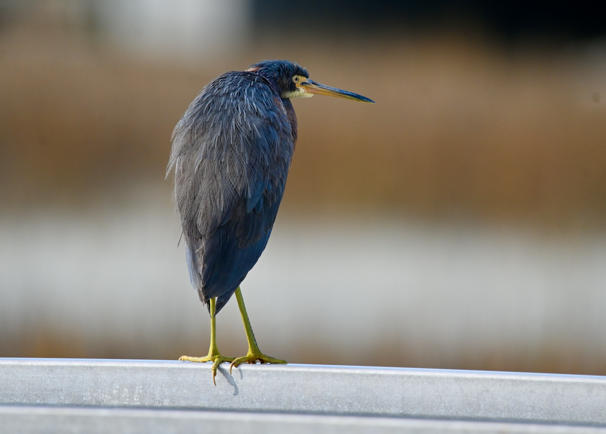 Tricolored Heron - ML613435359