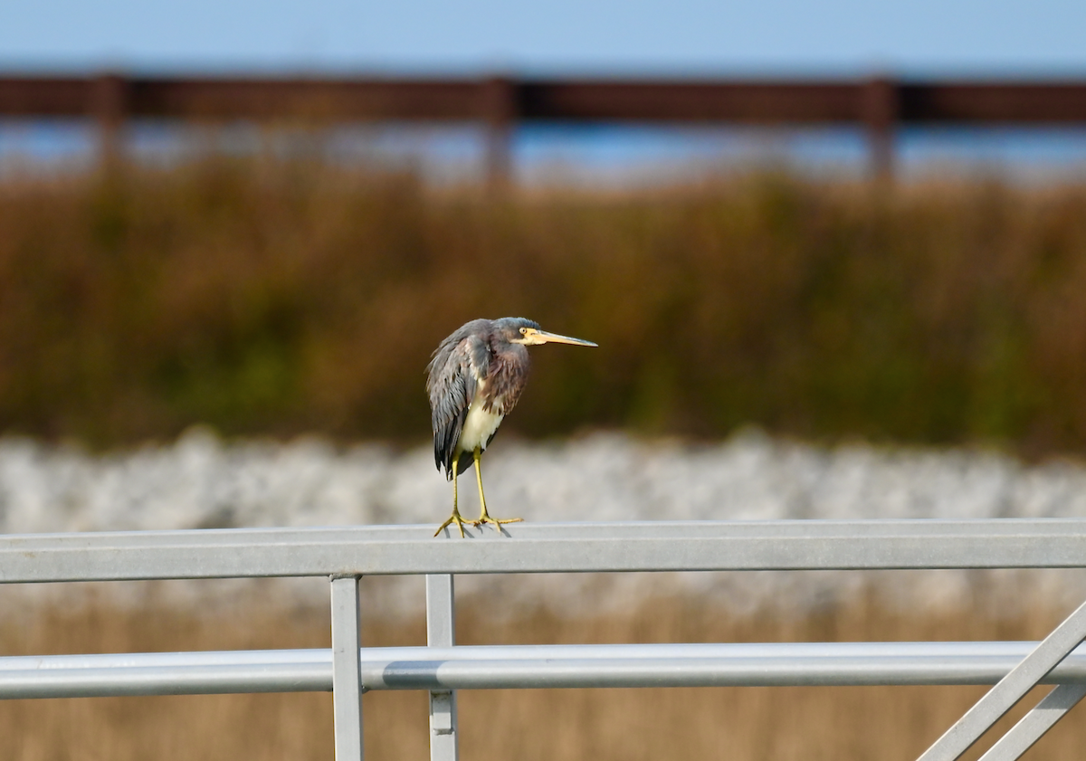 Tricolored Heron - Heather Buttonow