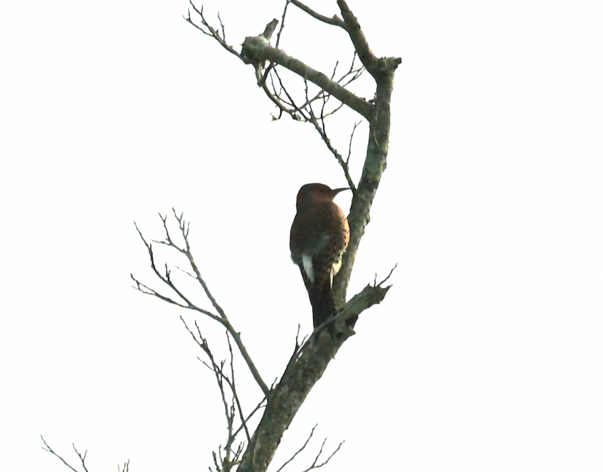 Northern Flicker - ML613435397