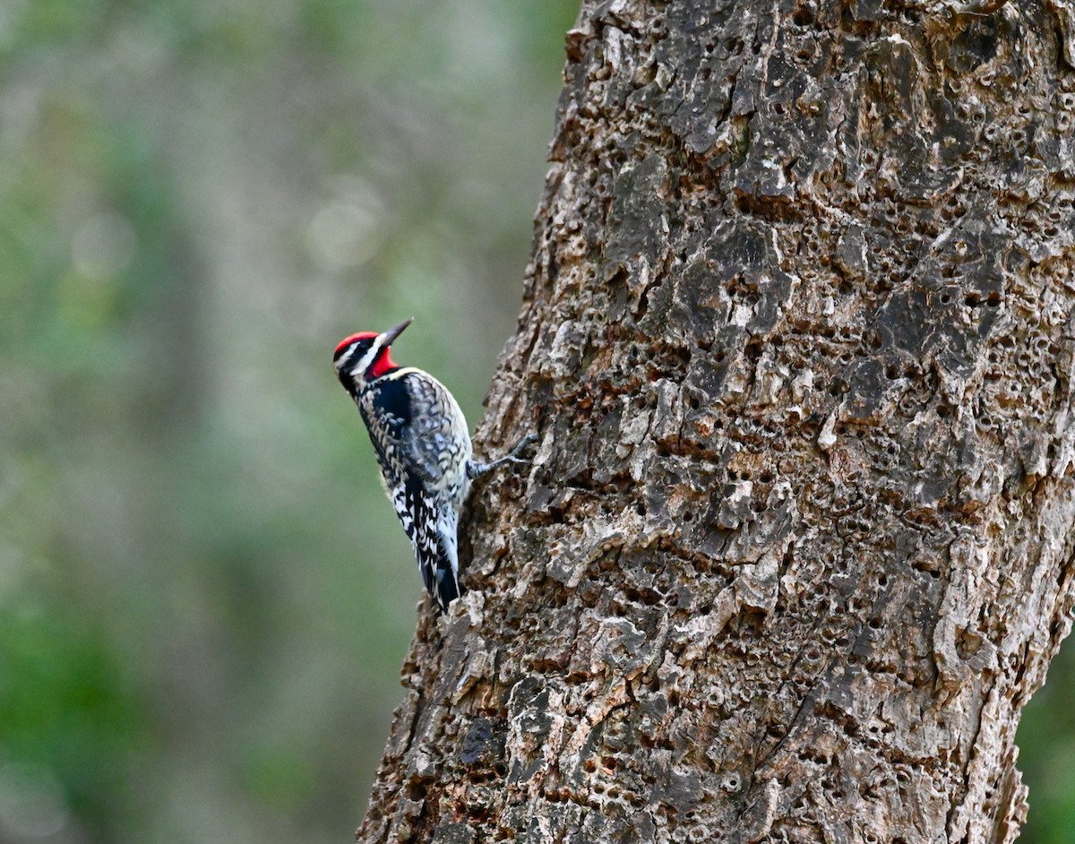 Yellow-bellied Sapsucker - ML613435413