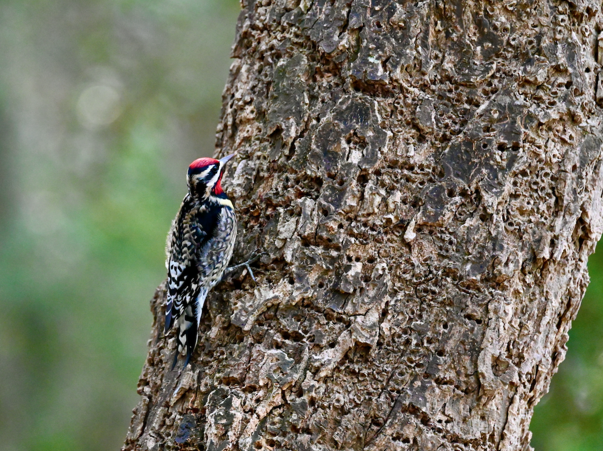 Yellow-bellied Sapsucker - ML613435415