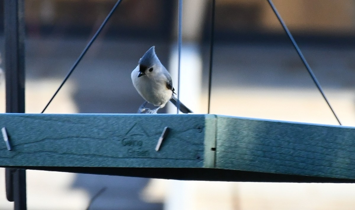 Tufted Titmouse - Brian Kenney